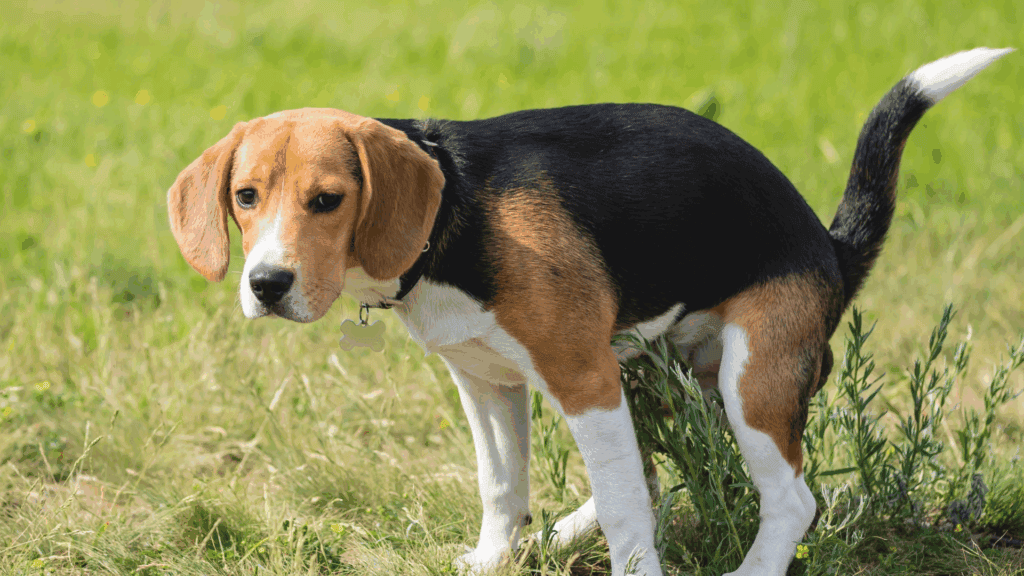 Dr. Langeder Immobilien: Schluss mit dem Müllwirrwarr. Wie Sie Ihre Wohnanlage sauber halten.